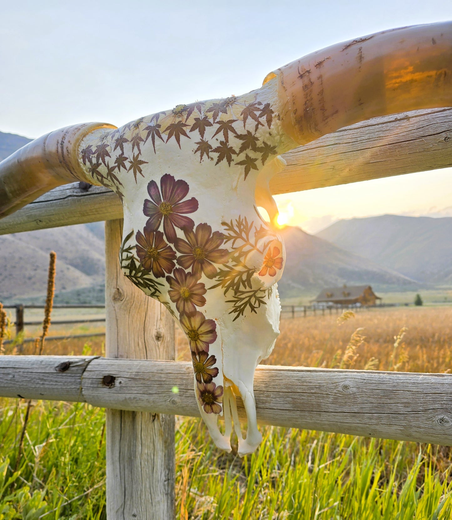 Anastasia - Texas Longhorn Steer Skull