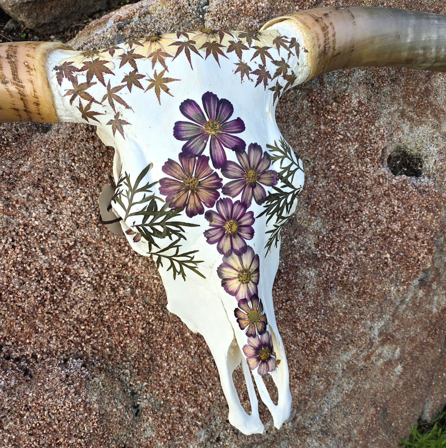 Anastasia - Texas Longhorn Steer Skull