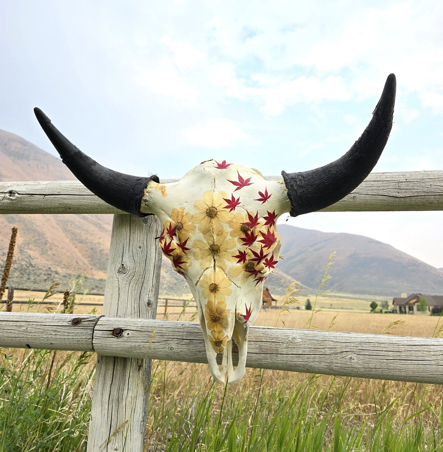 Arco - Buffalo Skull