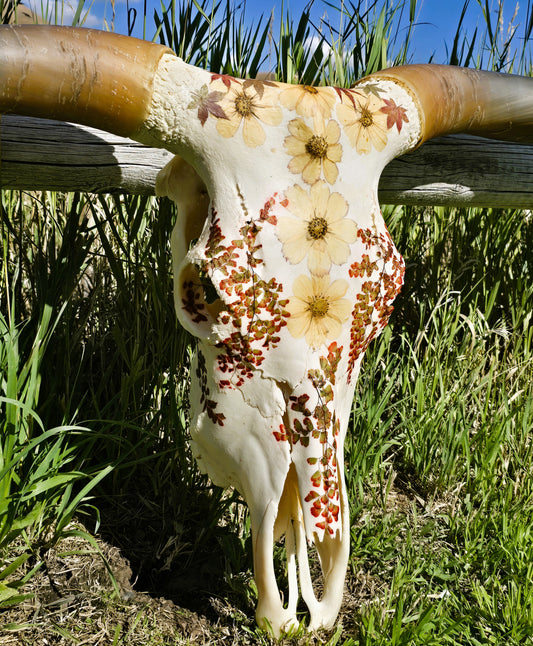 Autumn Sunsrise - Texas Longhorn Steer Skull