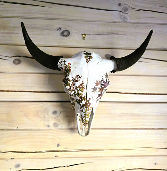 Cody - Buffalo Skull