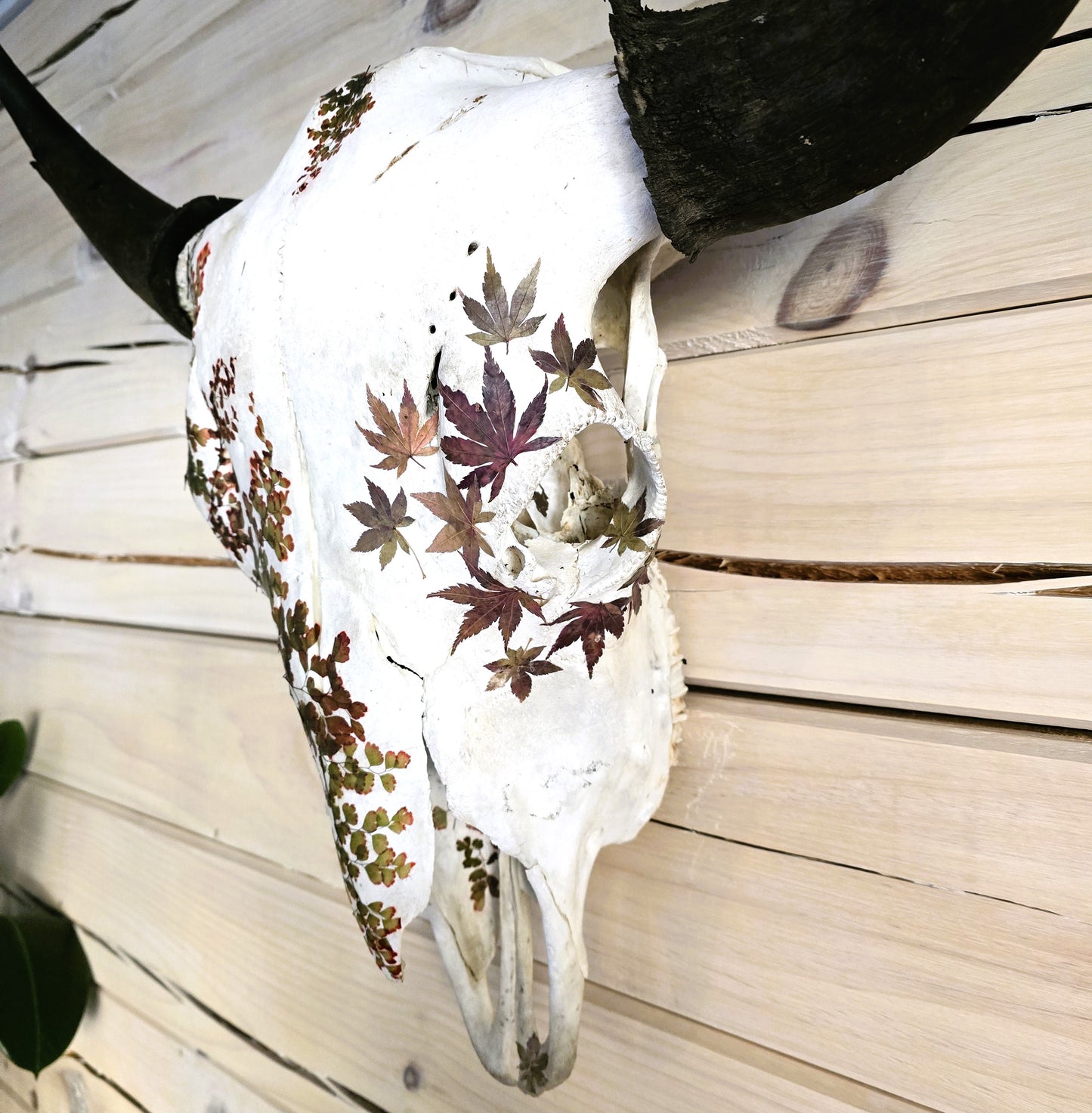 Cody - Buffalo Skull