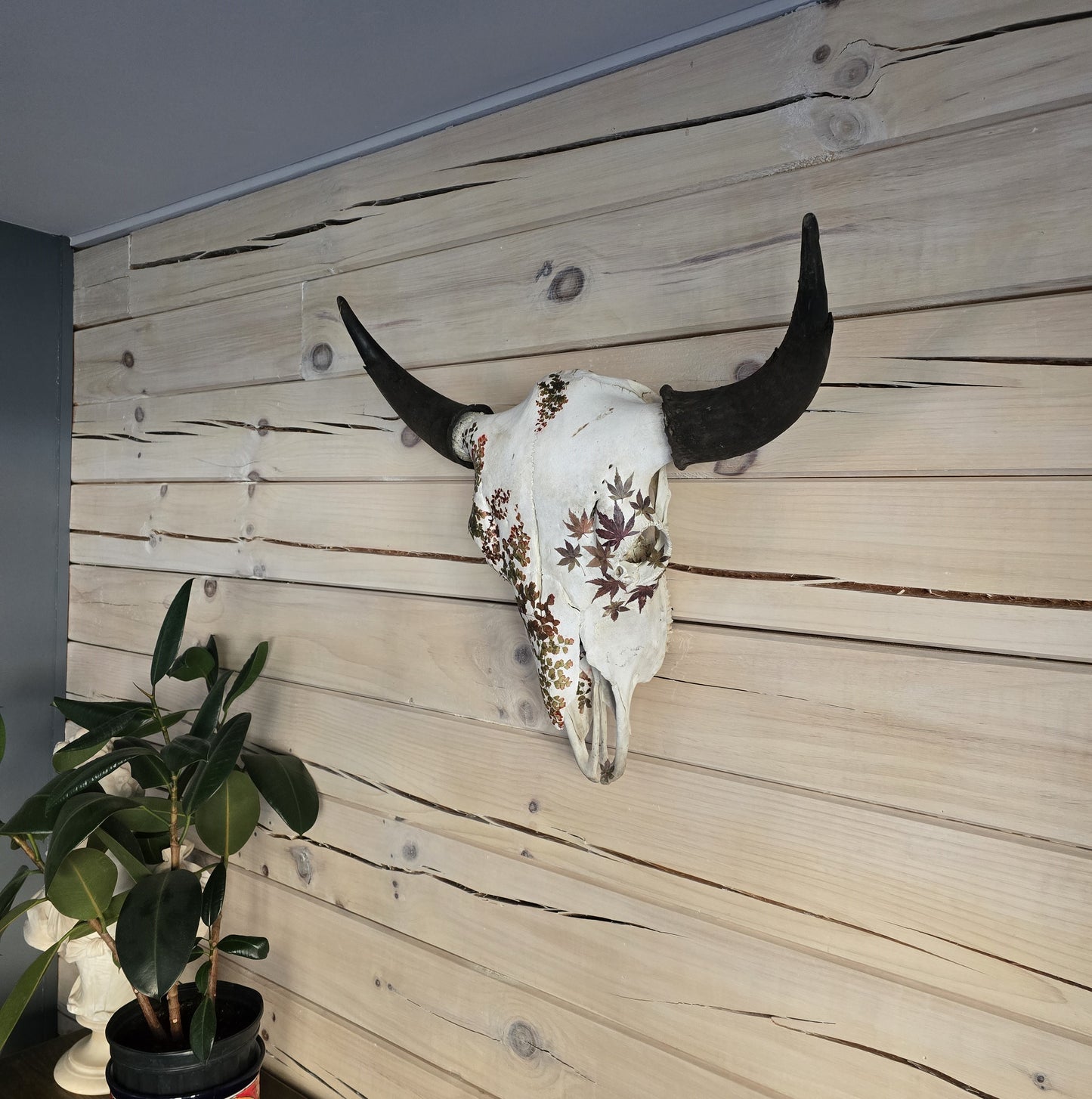 Cody - Buffalo Skull