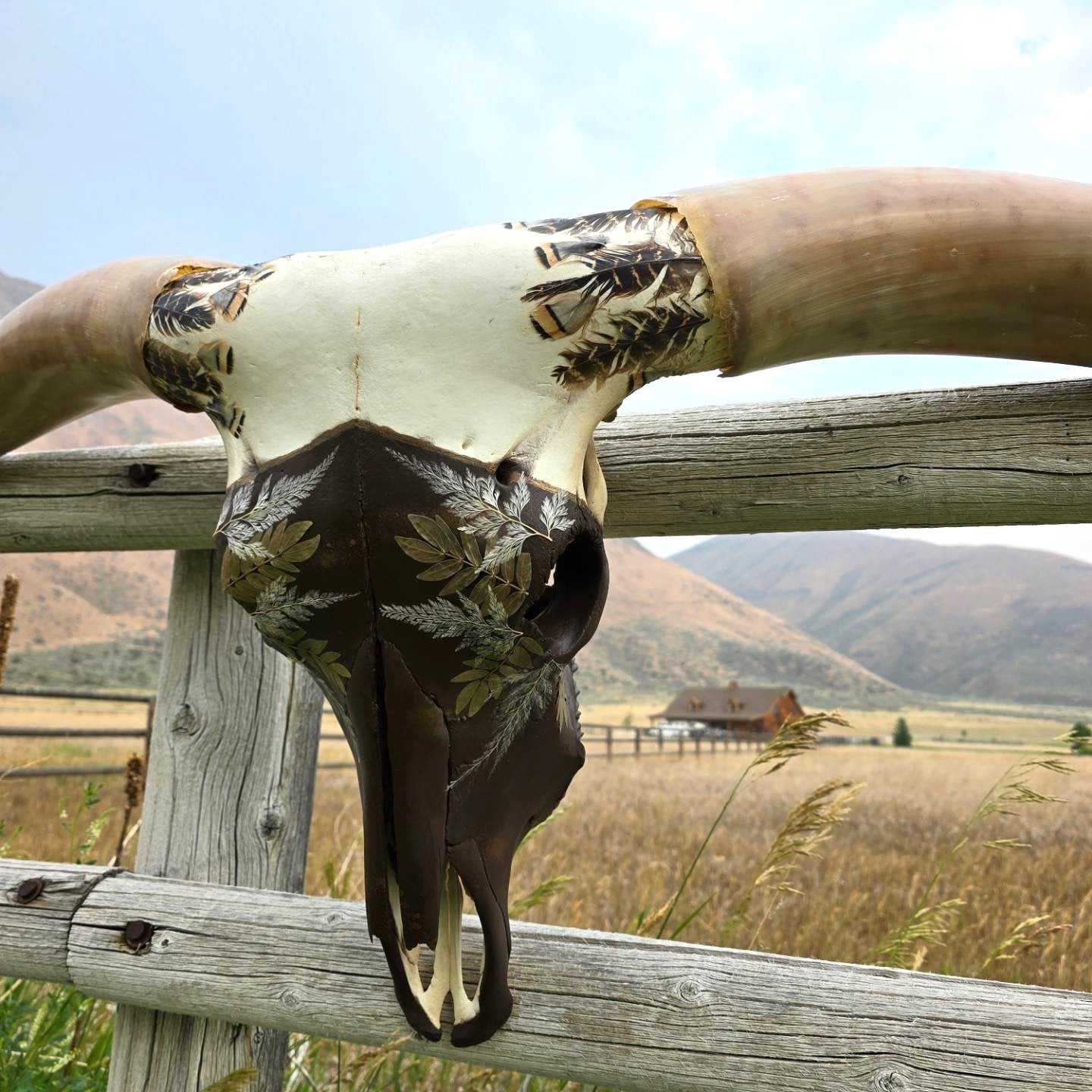 Stolen Dreams - Texas Longhorn Steer Skull