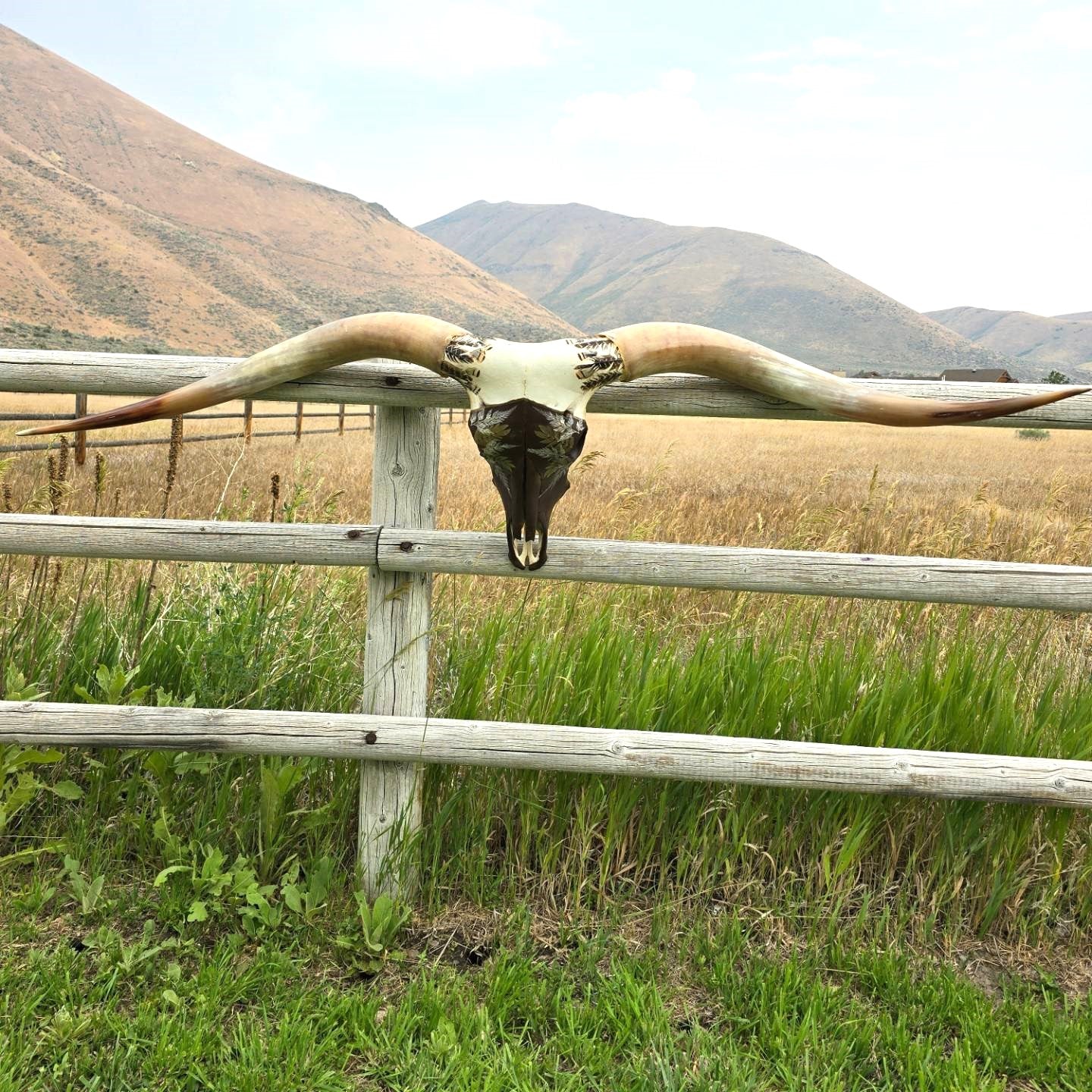 Stolen Dreams - Texas Longhorn Steer Skull