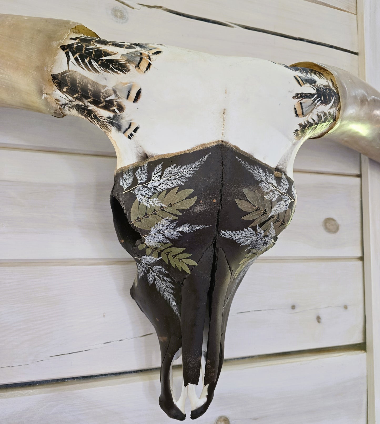 Stolen Dreams - Texas Longhorn Steer Skull