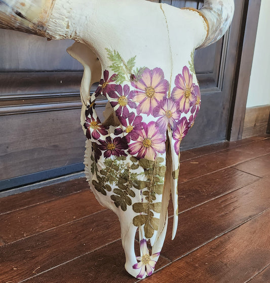 Chloe - Longhorn Steer Skull