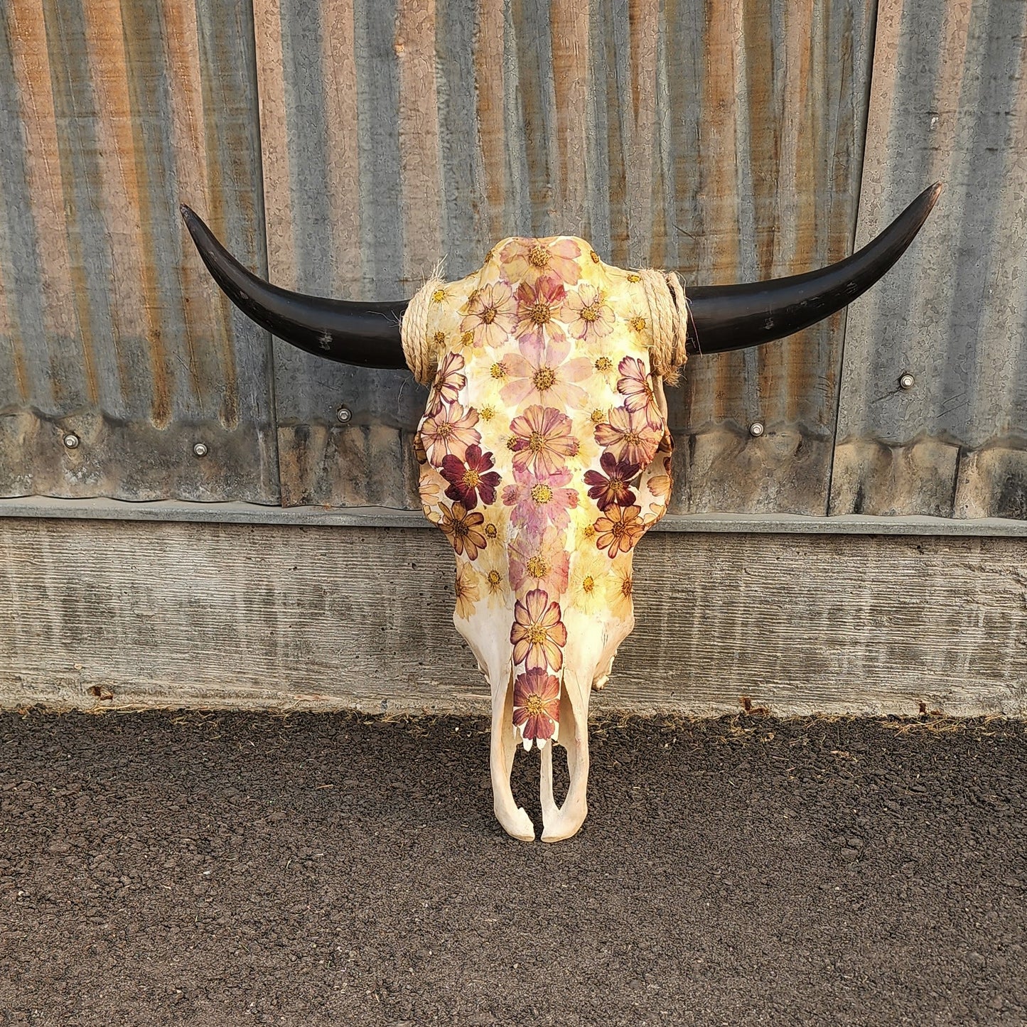 Prince - Cow Steer Skull – Sawtooth Skulls